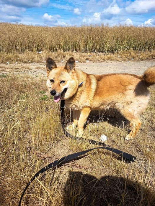 Piękna i grzeczna sunia do adopcji!
