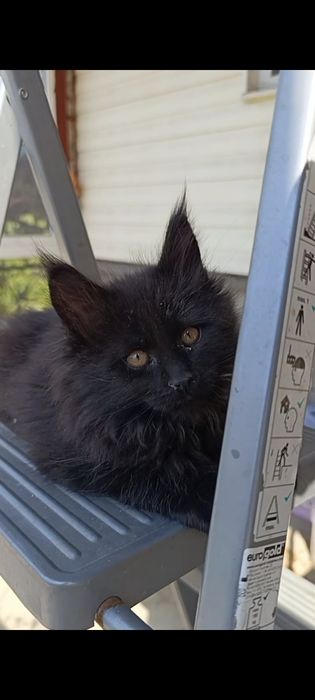 Мейн-кун, дівчинка