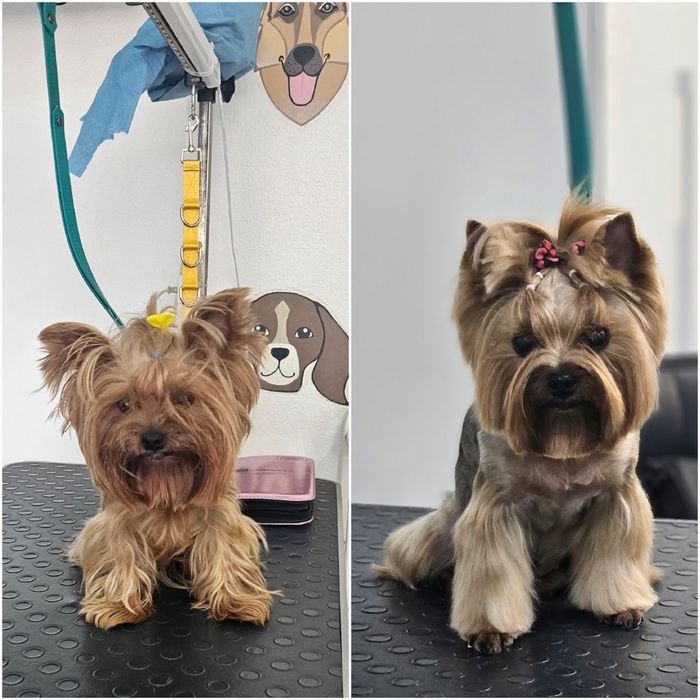 Модели на груминг