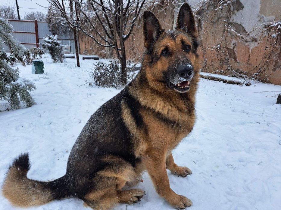 Кобель немецкой овчарки