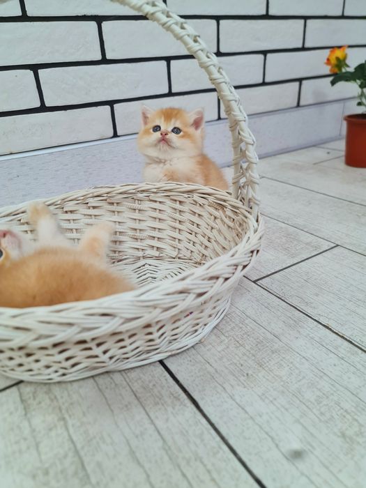 Кішечка шотландської золотої шиншили