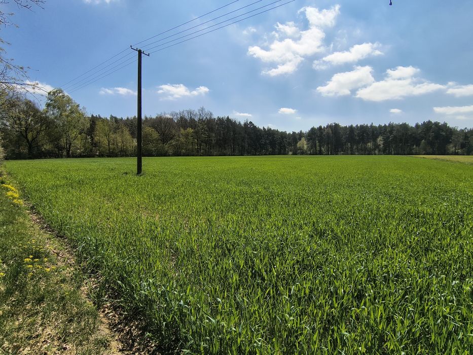 Działka budowlana | Brzeg, gm. Pęczniew | 2,5 km od Zalewu Jeziorsko - Widok 5
