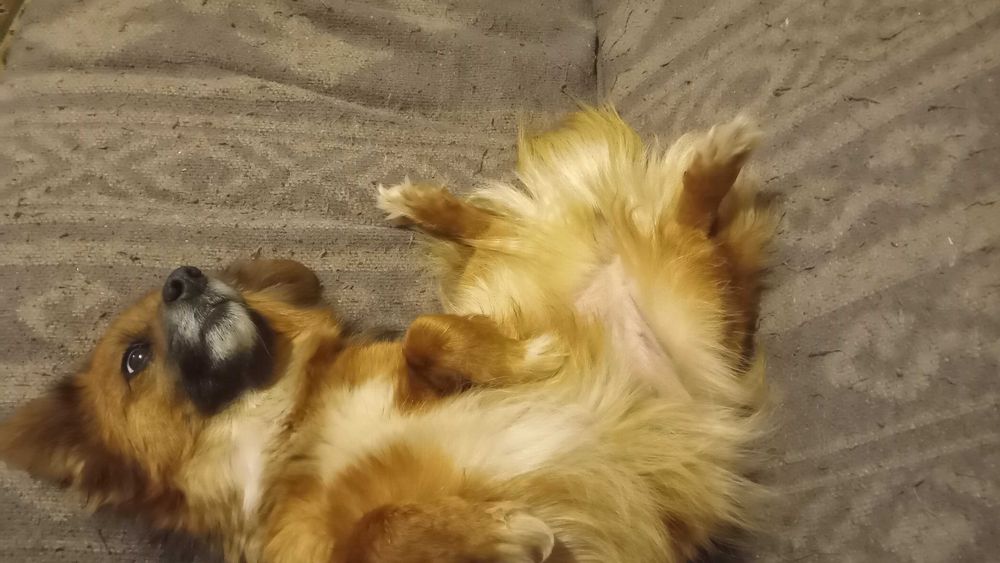 Гарненька маленька собачка