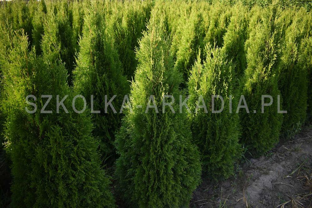 Thuja Smaragd, tuja, smaragd, szmaragd DUŻE wysokość 200-250 cm