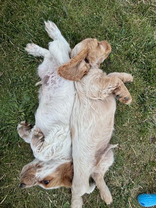 Cocker Spaniel   Angielski
