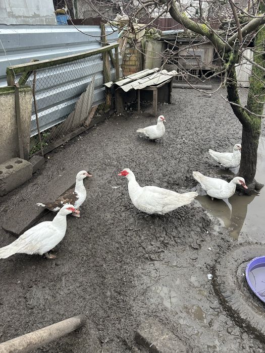 Продам індокачок (мускусні )