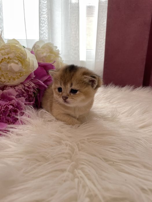 Золота шиншила, шотландська, кошенята