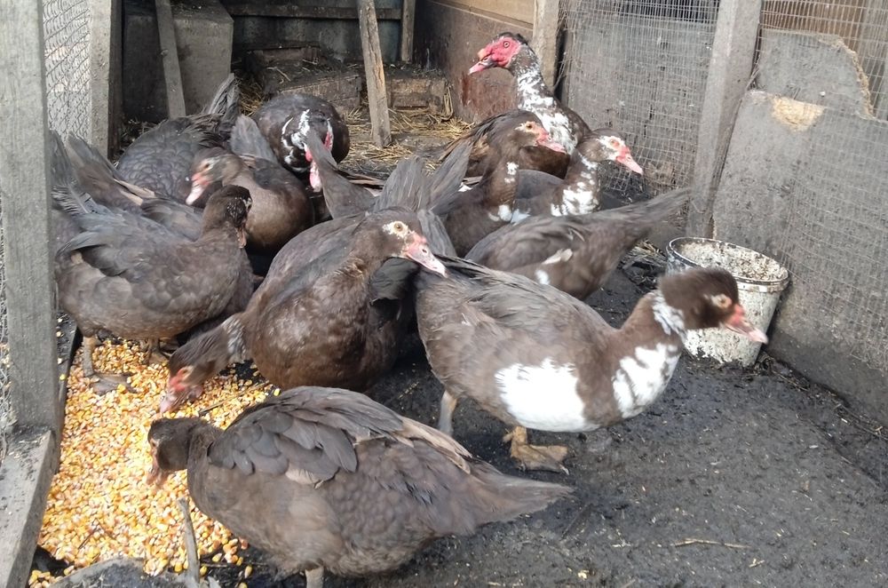 Качки та качурі (шипуни,мускусні)індики,індички.Інкубаційні яйця.