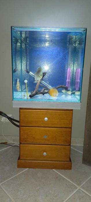 Aquário  cubo 50cm  125 litros