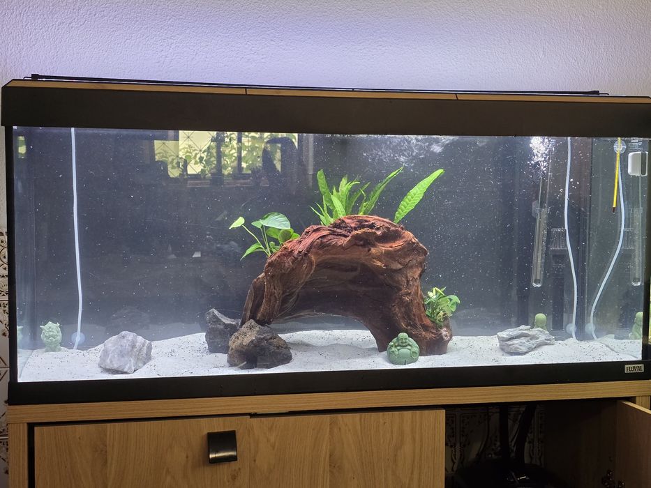Aquario Fluval 240L filtro eheim 4+