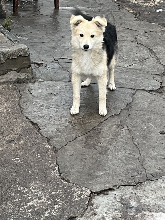 Віддам у добрі руки щенят, 1річні