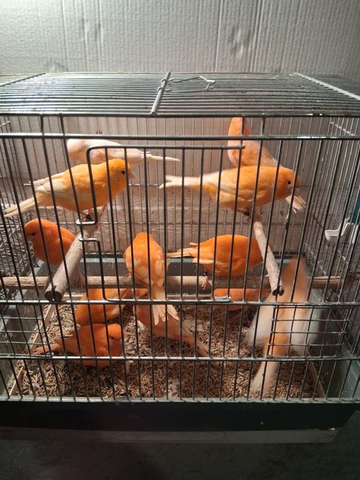 Kanarki czerwone samice 2025r