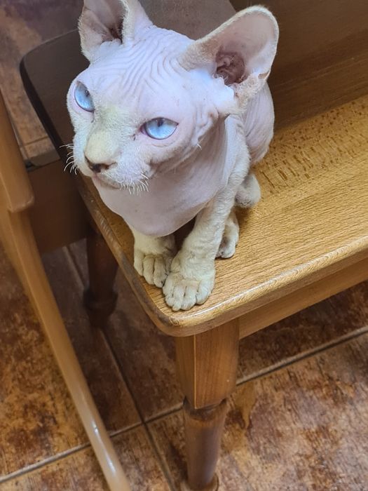 Котик девон-рекс