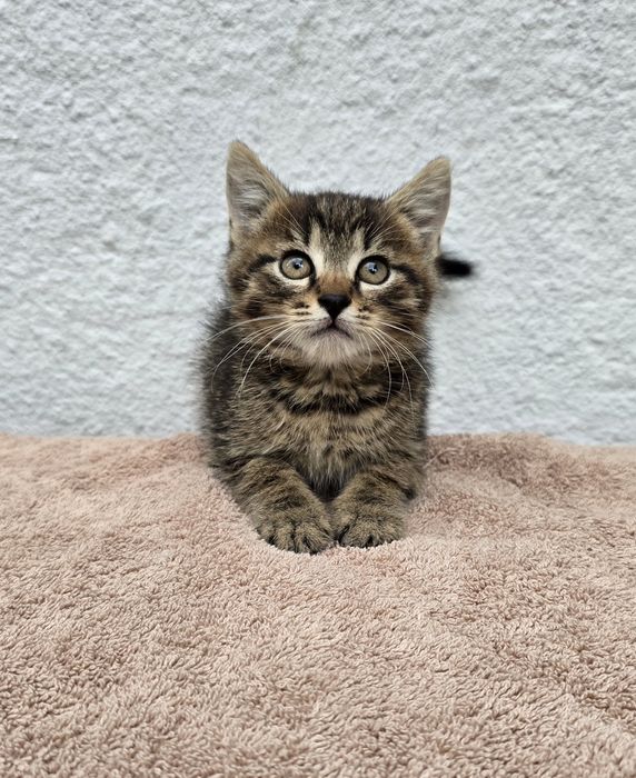 Kocurek do adopcji w dobre ręce piękny niewychodzący