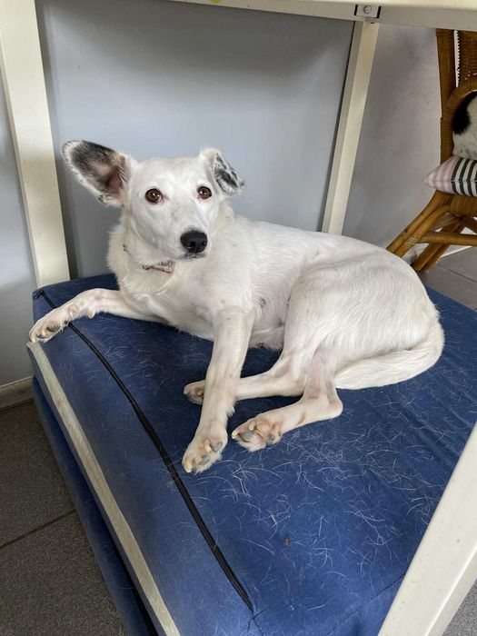 MRÓWKA suczka sunia adopcja schronisko młoda łagodna lękliwa