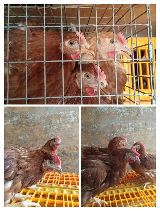 Молода    Курка Ломан браун