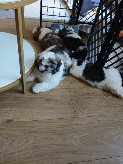 Shih tzu do rezerwacji