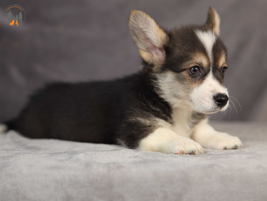 Welsh Corgi Pembroke po Championie