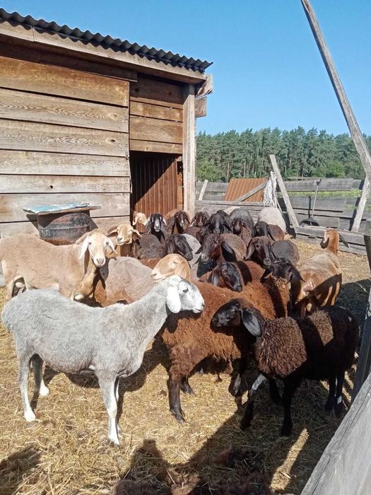 Продам молоді ягниці курдючної породи