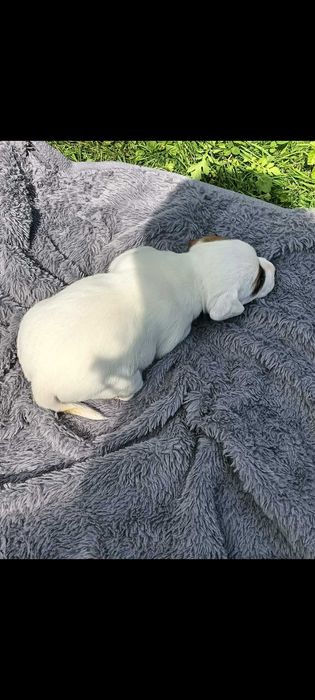 Jack russell terrier suczka nr.1 Stary Sącz