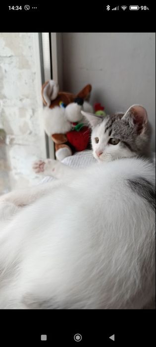 Віддамо кошеня у добрі руки