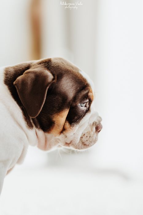 Щенки Американского Булли Pocket - Наследие легендарных линий США