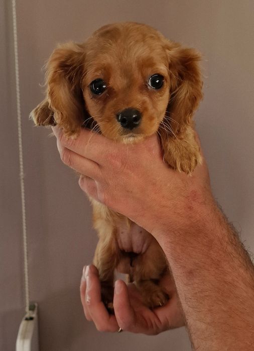 Malutka sunia cavapoo cavalier king charles spaniel