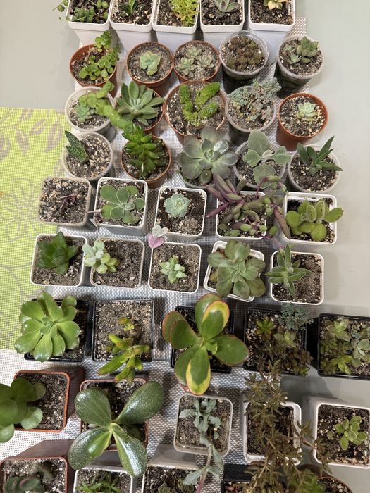 Продам сукуленти