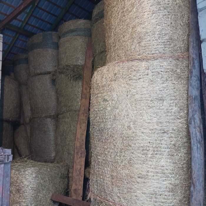 Siano belki bele 120x130