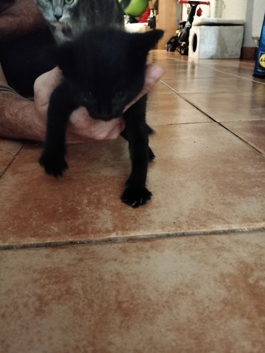 2 gatinhos bebés para dar