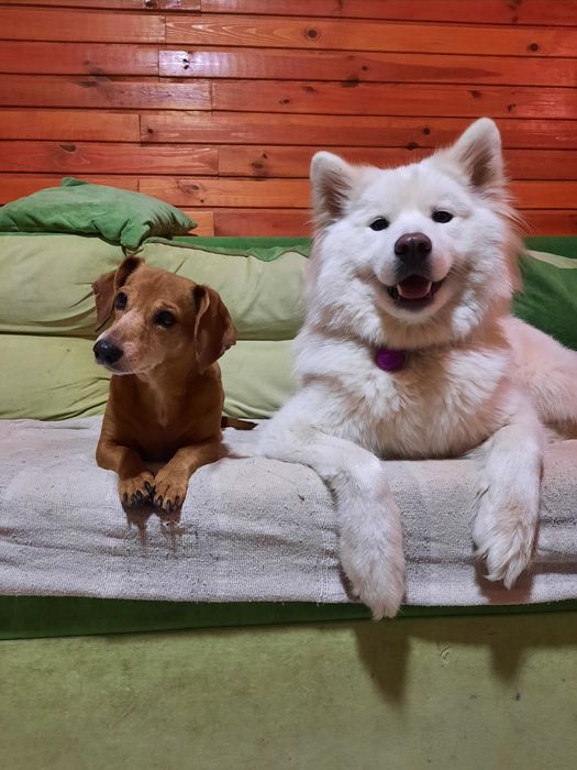 Перетримка собак котів готель для тварин  зооготель