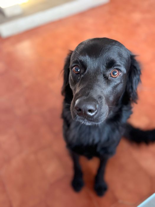 Adoção de cachorro