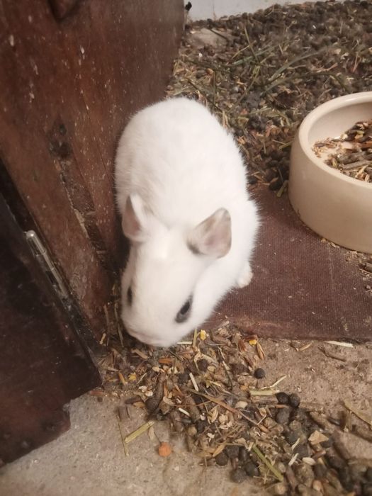 Coelhos mini anão