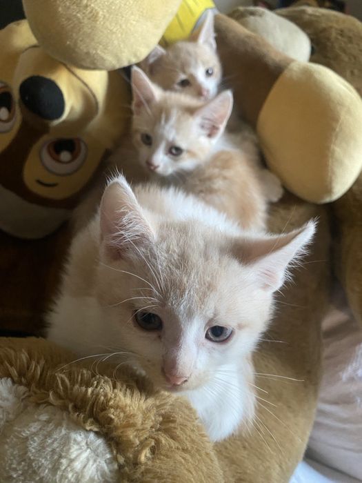 Котики хлопчики в хороші руки