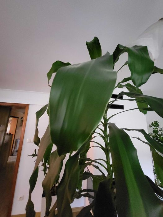 Dracena duża sprzedam