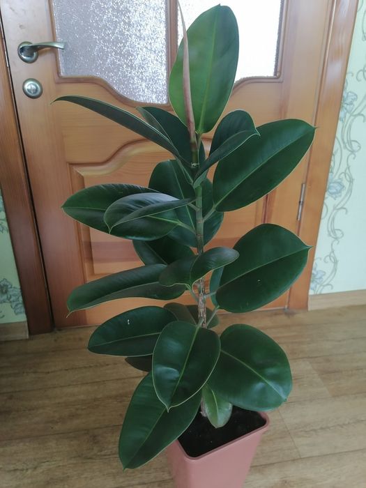 Фікус каучуконосний