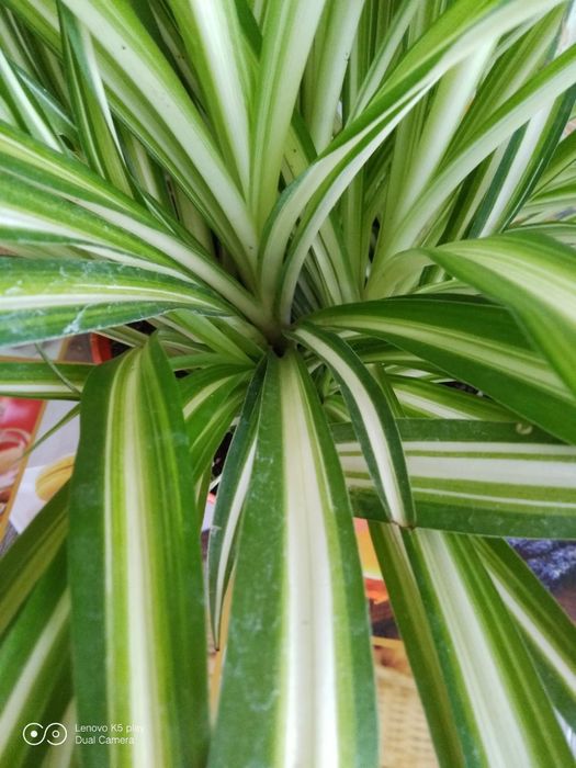 Квіти кімнатні , хлорофітум