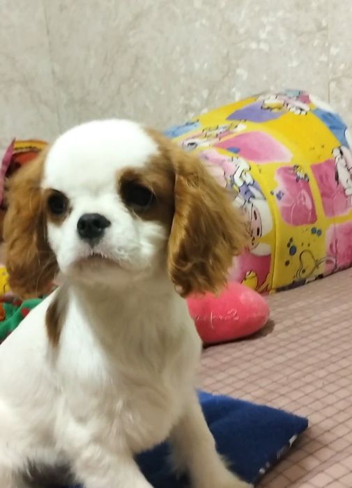 Кукольный мальчик, кавалер кинг чарльз спаниель