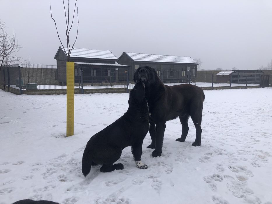 Owczarek środkowoazjatycki suka