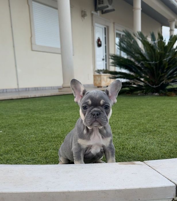 Bulldog francês  fêmea