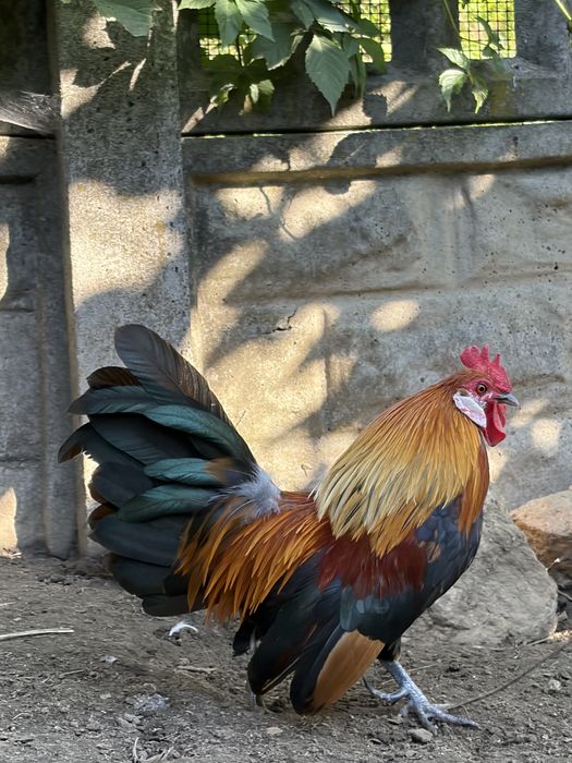 Karzełek Holenderski kogut