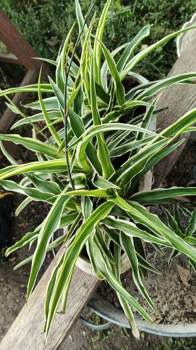 Кімнатна квітка хлорофітум