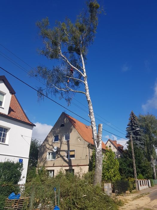 Przycinka i Wycinka Drzew Metodą Alpinistyczną