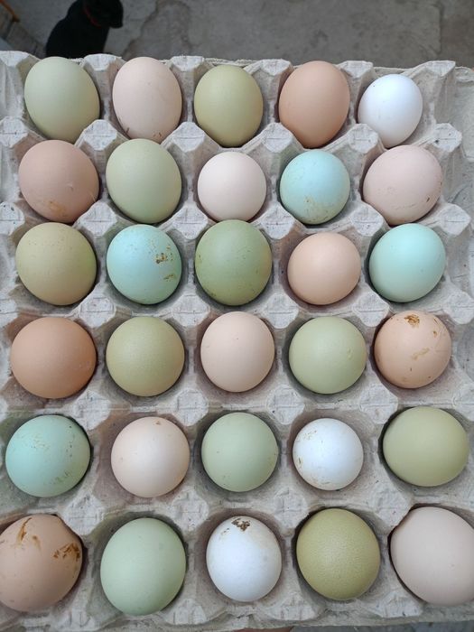 Яйцо инкубационное куры пасхальные, гуси мамуты, цесарки, перепела