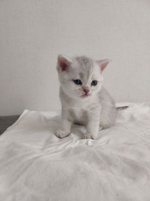 Кошеня шотландське хлопчик