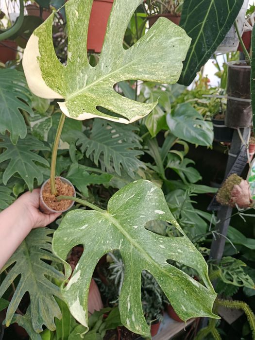 Монстера monstera platinum