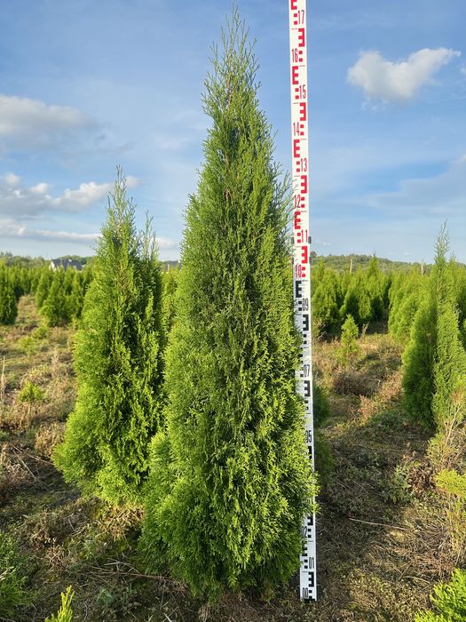 Tuja szmaragd kopana z gruntu 100 - 220cm