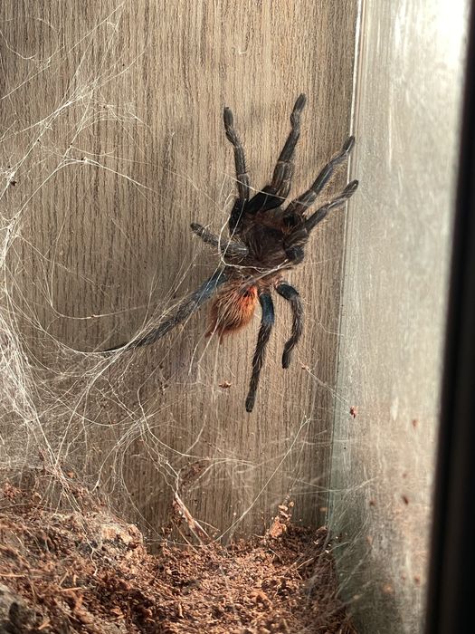 sprzedam mini chodowle