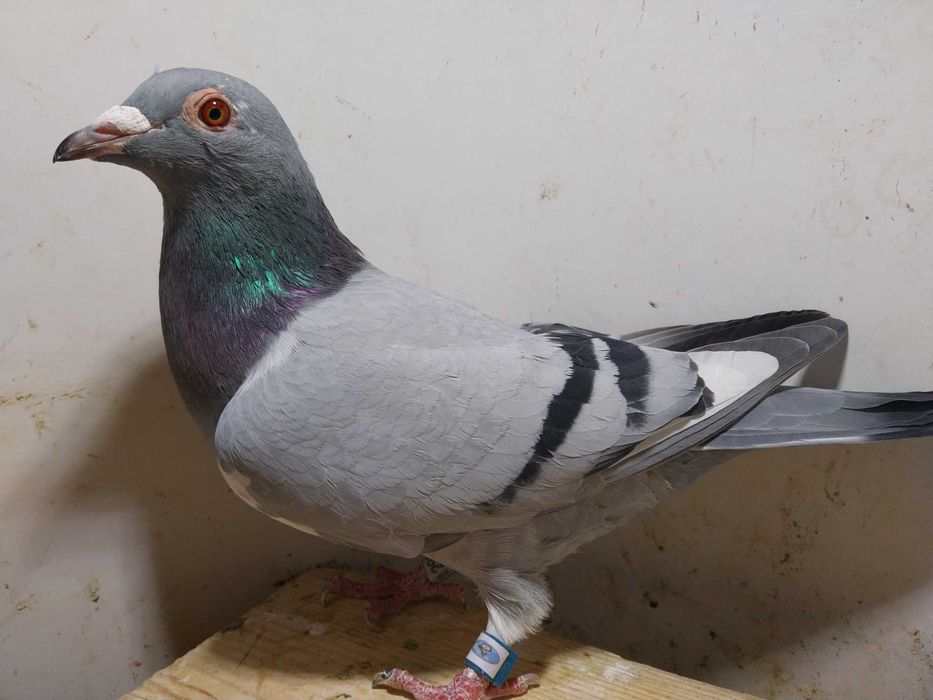 Gołębie pocztowe- Unikat! Samica NOR 2025- czip logo tel/ mega! Ptak