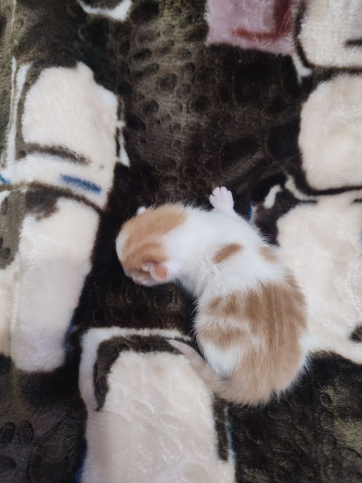 Кошенятко , хлопчик.